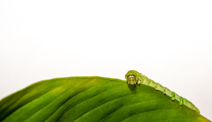 close up makro of Angle Shades caterpillar with white copyspace