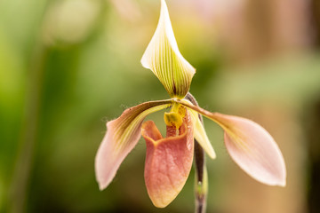 close up makro shot of orchid flower blossom