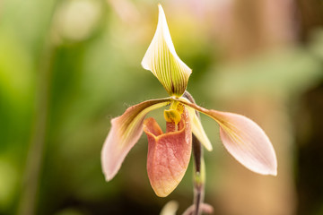 Obraz premium close up makro shot of orchid flower blossom