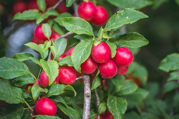 Red cherry plum fruits on the tree during ripening_