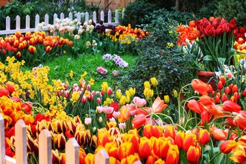 A beautiful little garden of colorful spring flowers of tulips and daffodils with a green meadow in...