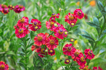 Red zinnia flowers in the garden. Decorative summer flowers_