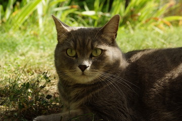 Chartreux