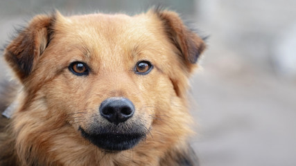 Portrait of a light brown dog on a gray blurred background_