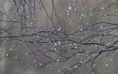 dewdrops