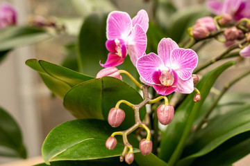 close up makro shot of orchid flower blossom