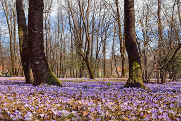 Spring day in park. Glade of flowering crocus (Crocus Vernus)  in park of Cetinje city, Montenegro