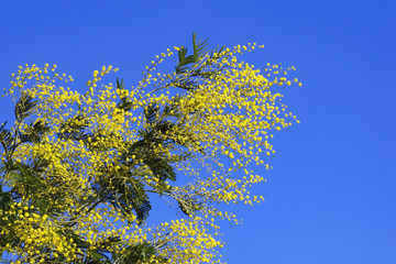 Branch of Acacia dealbata ( mimosa ) tree with bright yellow flowers against blue sky on sunny spring day