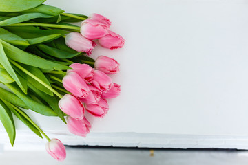 Tulips. Timelapse of bright pink striped colorful tulips flower blooming on white background. Time lapse tulip bunch of spring flowers opening, close-up. Holiday bouquet.