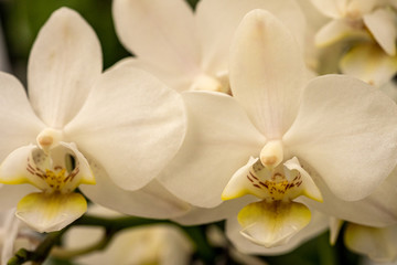 Fototapeta na wymiar close up makro shot of orchid flower blossom