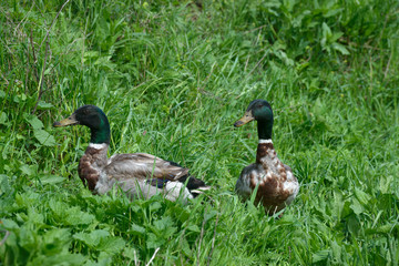 Two male ducks are in grass of bright green color.
