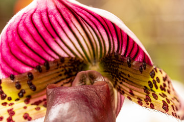 close up makro shot of orchid flower blossom