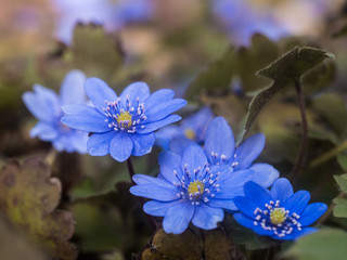 Mehrere aufgeblühte blaue Blüten des Leberblümchens (Siebenbürgisches Leberblümchen- Hepatica...