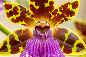 close up makro shot of orchid flower blossom
