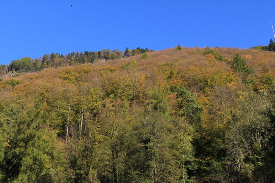 A dense forest in autumn in Vaduz, Liechtenstein, Europe.