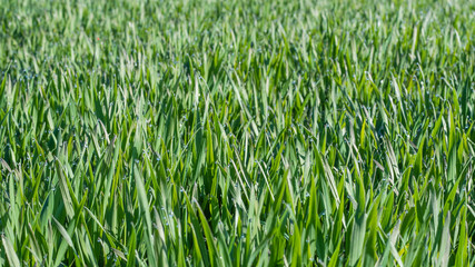 field of wheat and dew for backgrounds