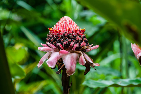 Blooming Etlingera elatior (torch ginger, red ginger lily, torch lily, combrang, bunga kantan, Philippine wax flower, Indonesian tall ginger)