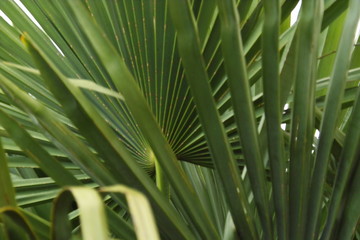 Palm leafs easter seasonal scenic background
