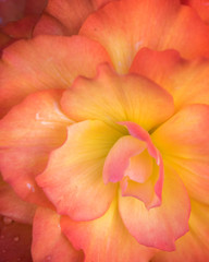 Yellow, Pink, Peachy Flowers on a Dark Background