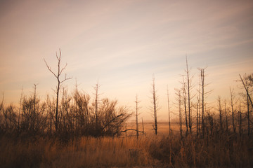 Fototapeta na wymiar Dawn, morning in the field. Soft focus, slightly blurred. autumn landscape.