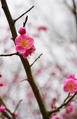 Pink flower blooms of the Japanese ume apricot tree, prunus mume