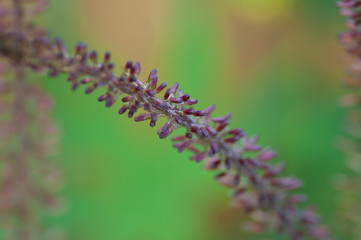 Dark stem with ligularia dark red flowers on blur background.
