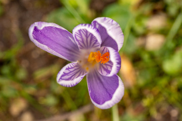 Fototapeta premium close up makro shot of crocus flowers in spring time , frankfurt, germany