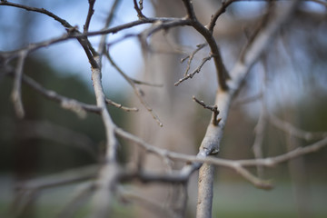 Fototapeta na wymiar closeup of a tree branch with blur background, Feel Nature 