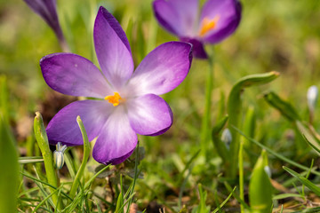 close up makro shot of crocus flowers in spring time , frankfurt, germany