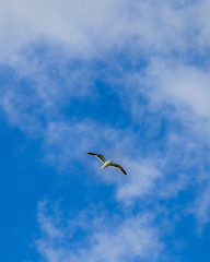 Seagull Flying in the Sky Over Scotland