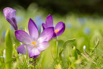 Fototapeta premium close up makro shot of crocus flowers in spring time , frankfurt, germany