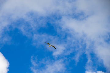 Seagull Flying in the Sky Over Scotland