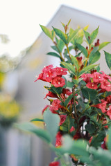 red flowers in the garden