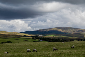 Fototapeta na wymiar Sheep in a Scottish Field