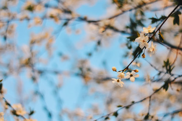 branch of a tree in spring