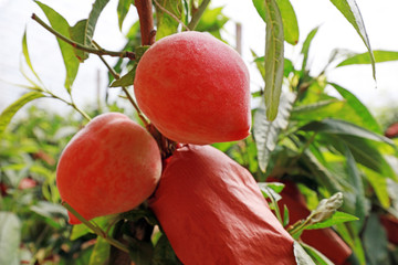 Ripe peaches in greenhouses in spring, China