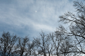 waxing moon on cloudy sky over bare trees