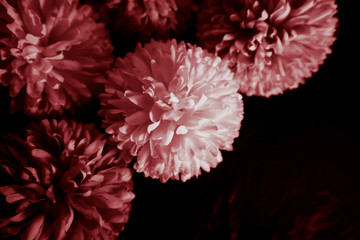 Beautiful abstract color pink and red flowers graphic on black background and light black and pink flower frame and pink leaves texture, dark background, red banner happy valentine