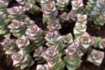 Fleshy pulpy plants in nurseries