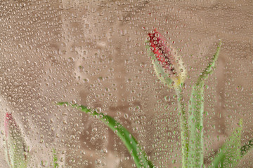 tulips is located behind the glass with many drops of water after the rain, the view through the drops