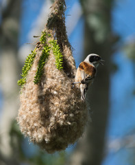 Penduline tit