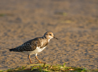 Turnstone