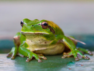 green tree frog