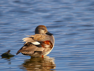 Gadwall in water