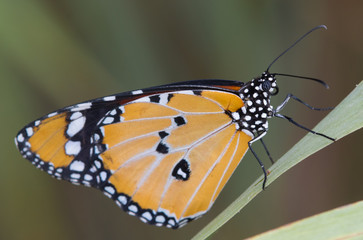 butterfly on leaf