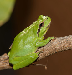 green tree frog on a leaf
