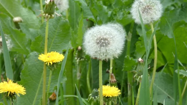Big white fluffy dandelions sways in the wind. Green grass and yellow flowers behind. Meadow close-up view. Cloudy summer day.