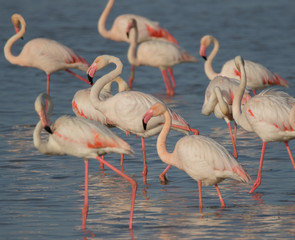 group of flamingos