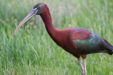 Glossy ibis