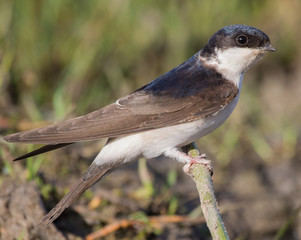 House martin on a branch